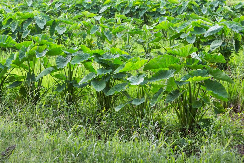 Agriculture below the Sea Level in Kuttanad, Alappuzha district, Kerala - field of Colocasia
